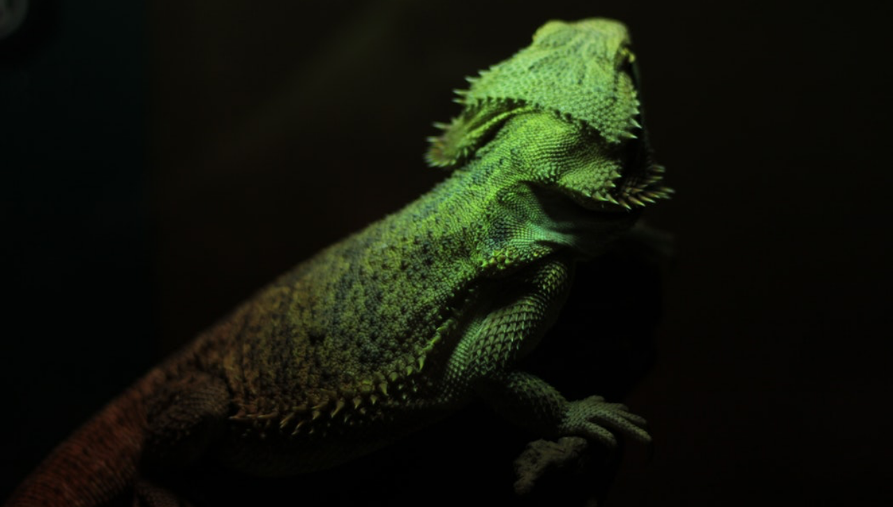 Iguana grande en header